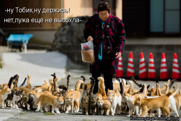 Котоматрица: -ну Тобик,ну держись! нет,лужа ещё не высохла-