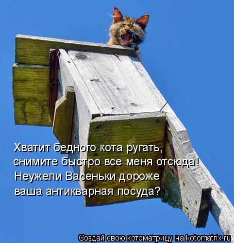 Котоматрица: Хватит бедного кота ругать, снимите быстро все меня отсюда! Неужели Васеньки дороже ваша антикварная посуда?