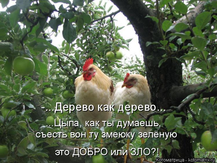 ...Цыпа, как ты думаешь, -...Дерево как дерево... это ДОБРО или ЗЛО?! съесть вон ту змеюку зелёную... Котоматрица: ...Цыпа, как ты думаешь, -...Дерево как дерево... это ДОБРО или ЗЛО?! съесть вон ту змеюку зелёную