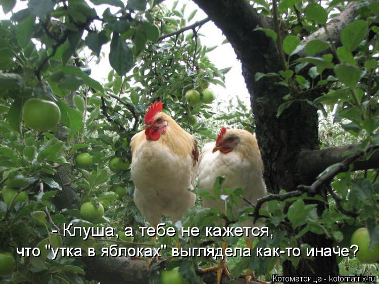 Котоматрица: - Клуша, а тебе не кажется, что "утка в яблоках" выглядела как-то иначе?