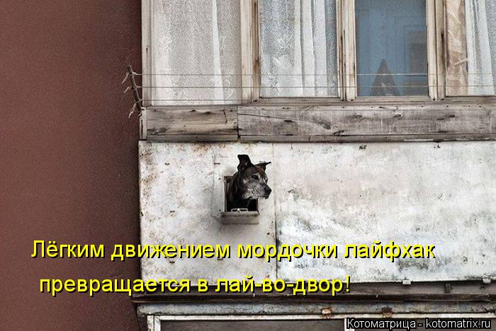 Котоматрица: Лёгким движением мордочки лайфхак превращается в лай-во-двор!