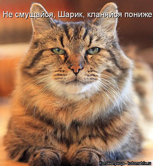 Котоматрица: Не смущайся, Шарик, кланяйся пониже