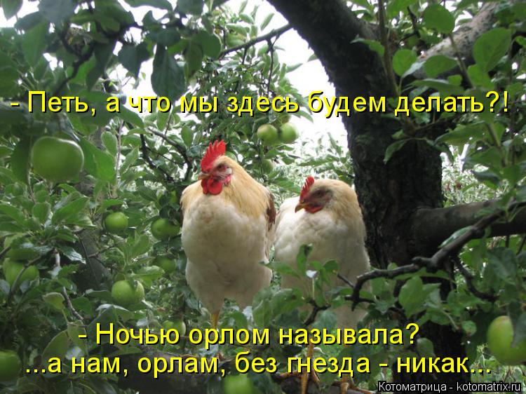 - Петь, а что мы здесь будем делать?! - Ночью орлом называла? ...а нам, орлам, без гнезда - никак...... Котоматрица: - Петь, а что мы здесь будем делать?! - Ночью орлом называла? ...а нам, орлам, без гнезда - никак...