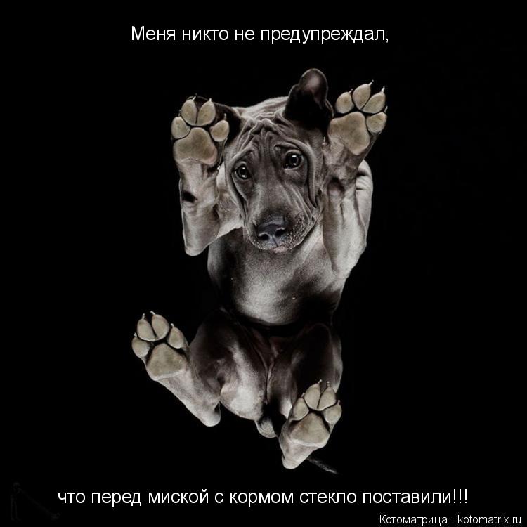Котоматрица: Меня никто не предупреждал, что перед миской с кормом стекло поставили!!!