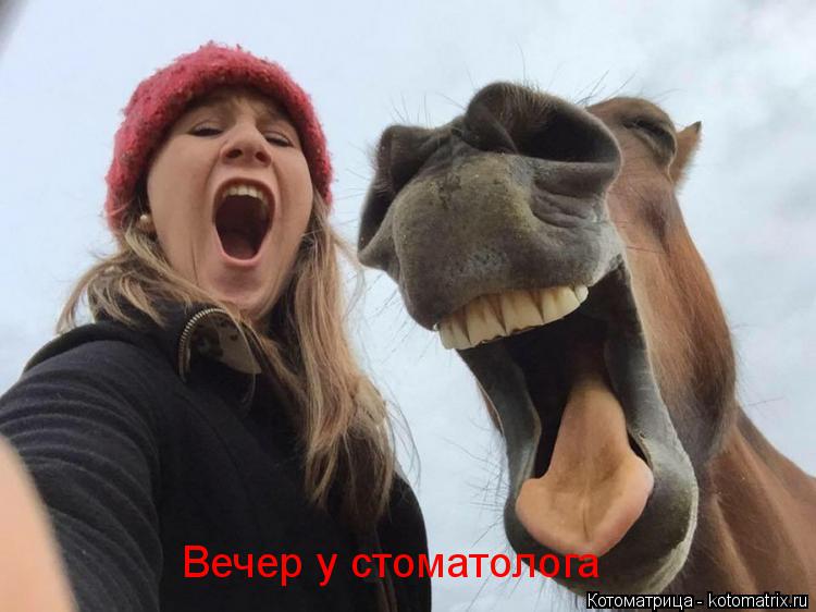Котоматрица: Вечер у стоматолога