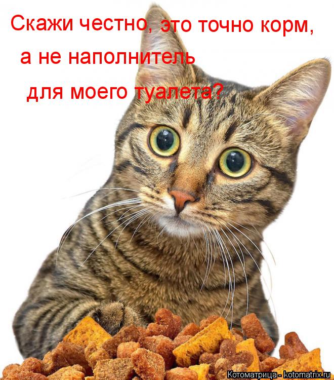 Котоматрица: Скажи честно, это точно корм,  а не наполнитель  для моего туалета?