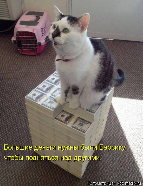 Котоматрица: Большие деньги нужны были Барсику,  чтобы подняться над другими.