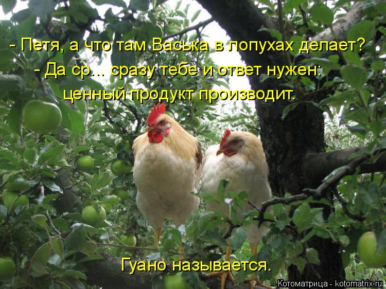 - Петя, а что там Васька в лопухах делает? - Да ср... сразу тебе и ответ нужен: ценный продукт произв... Котоматрица: - Петя, а что там Васька в лопухах делает? - Да ср... сразу тебе и ответ нужен: ценный продукт производит. Гуано называется.