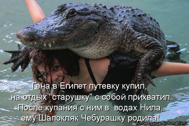 Котоматрица: После купания с ним в  водах Нила, ему Шапокляк Чебурашку родила! Гена в Египет путевку купил, на отдых "старушку" с собой прихватил.