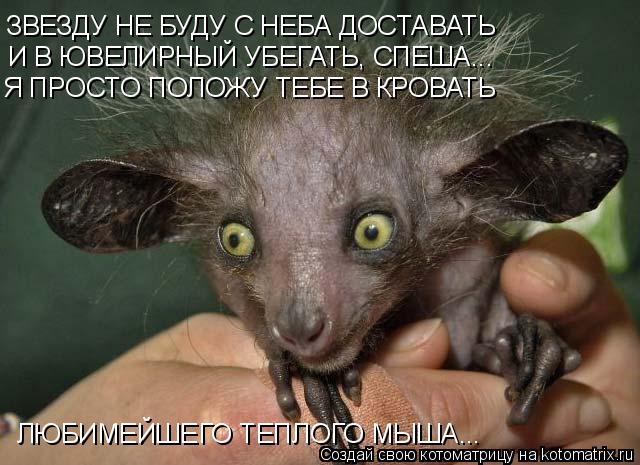 Котоматрица: ЗВЕЗДУ НЕ БУДУ С НЕБА ДОСТАВАТЬ  И В ЮВЕЛИРНЫЙ УБЕГАТЬ, СПЕША... Я ПРОСТО ПОЛОЖУ ТЕБЕ В КРОВАТЬ ЛЮБИМЕЙШЕГО ТЕПЛОГО МЫША...