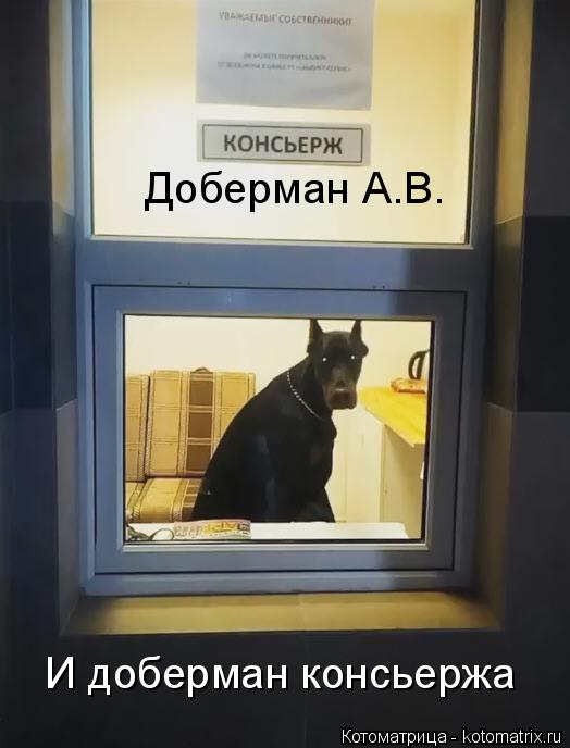 Доберман А.В. И доберман консьержа... Котоматрица: Доберман А.В. И доберман консьержа