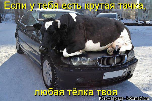 Котоматрица: Если у тебя есть крутая тачка, любая тёлка твоя