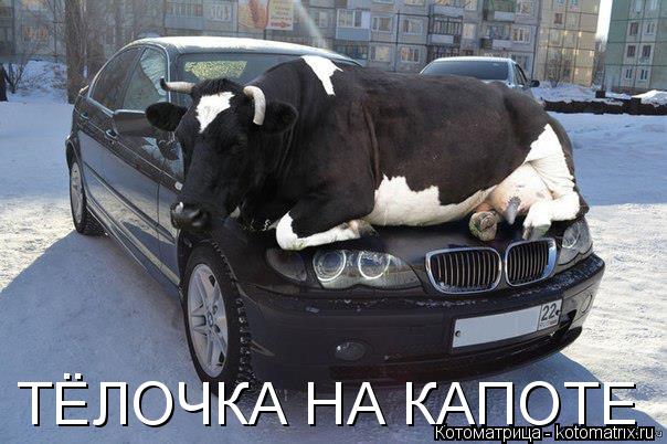 Котоматрица: ТЁЛОЧКА НА КАПОТЕ