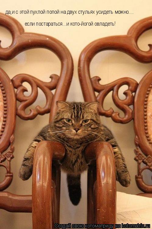 Котоматрица: да,и с этой пухлой попой на двух стульях усидеть можно.... если постараться...и кото-йогой овладеть!