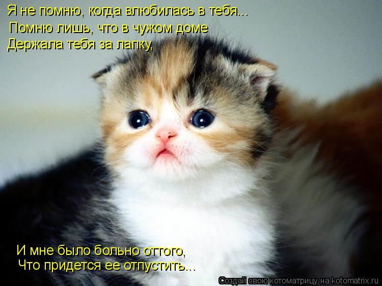 Котоматрица: Я не помню, когда влюбилась в тебя... Помню лишь, что в чужом доме Держала тебя за лапку,  И мне было больно оттого,  Что придется ее отпустить...