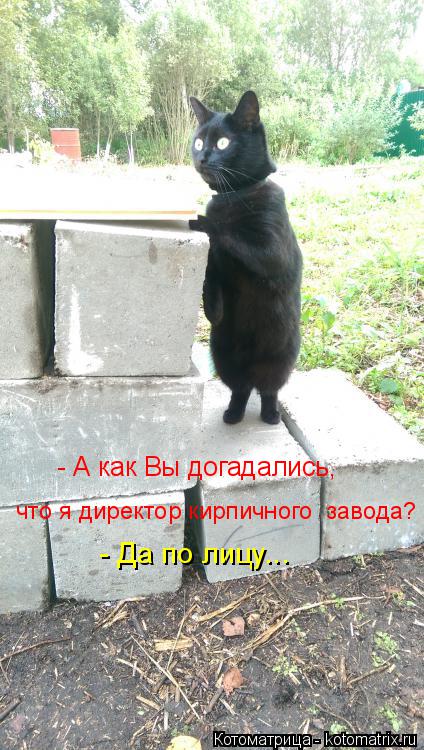Котоматрица: что я директор кирпичного  завода? - А как Вы догадались, - Да по лицу...