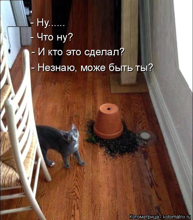 Котоматрица: - Ну...... - Что ну? - И кто это сделал? - Незнаю, може быть ты?
