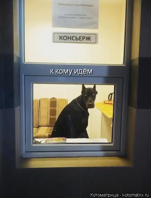 Котоматрица: к кому идём