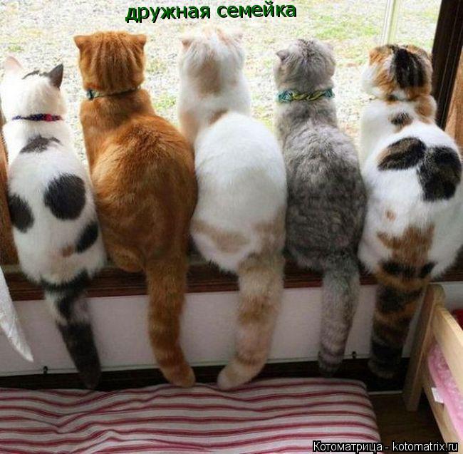 Котоматрица: дружная семейка