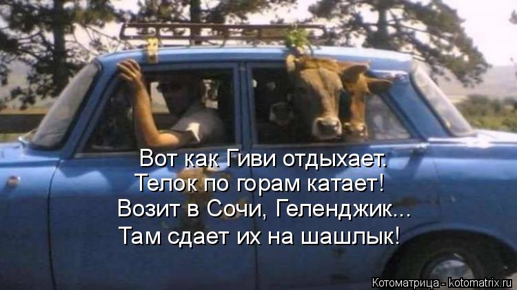 Котоматрица: Вот как Гиви отдыхает. Телок по горам катает! Возит в Сочи, Геленджик... Там сдает их на шашлык!