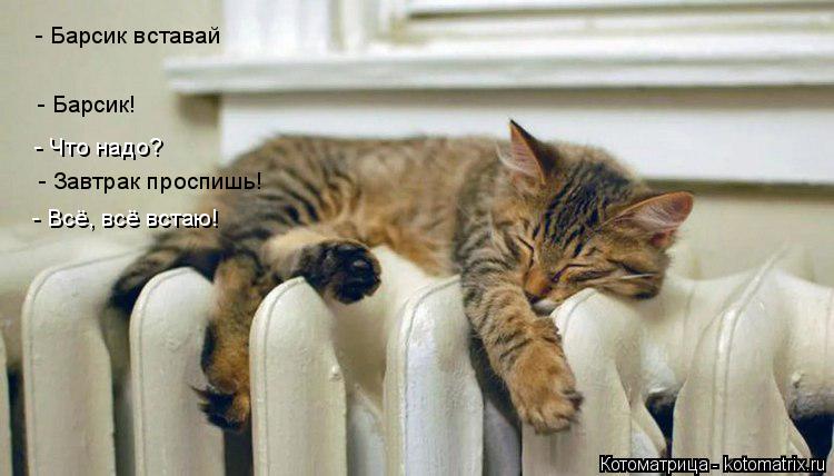 Котоматрица: - Барсик вставай - Барсик! - Что надо? - Завтрак проспишь! - Всё, всё встаю!