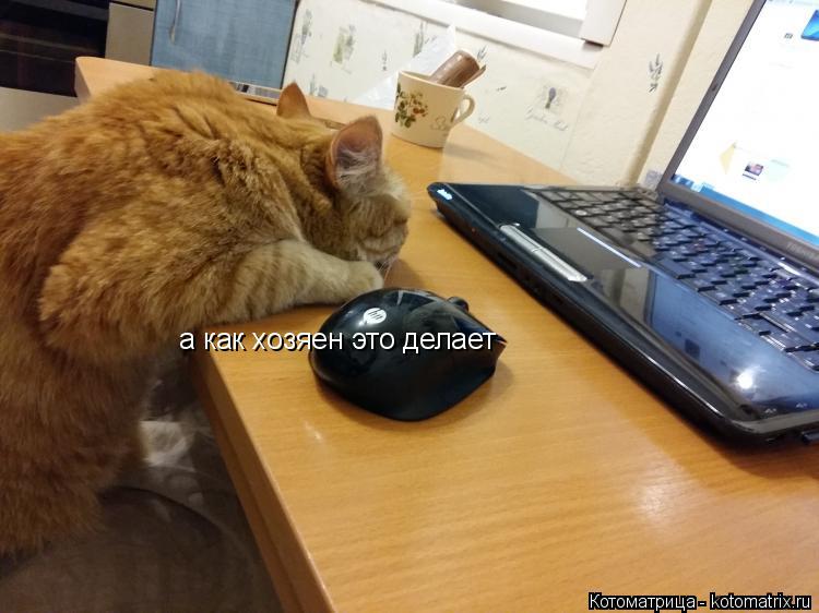 Котоматрица: а как хозяен это делает