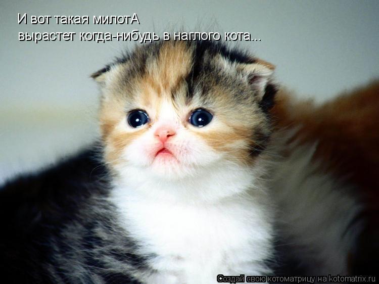 Котоматрица: И вот такая милотА вырастет когда-нибудь в наглого кота...