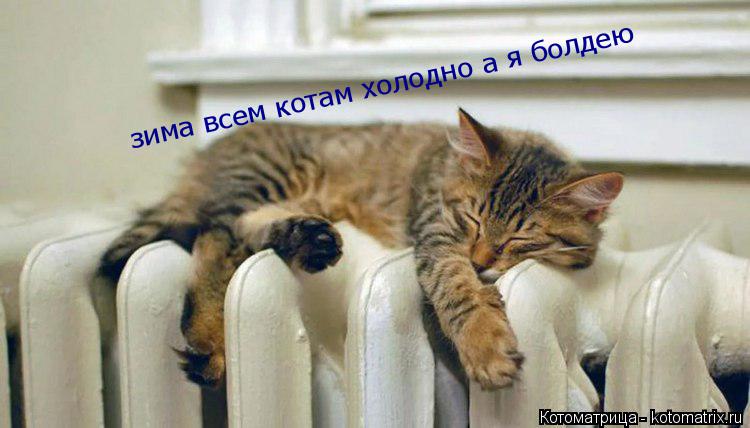 Котоматрица: зима всем котам холодно а я болдею