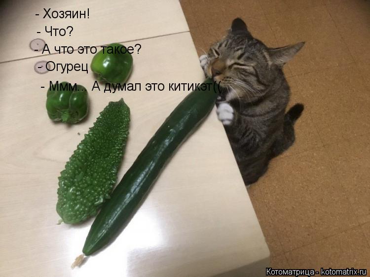 Котоматрица: - Хозяин! - Что? - А что это такое? - Огурец - Ммм... А думал это китикэт((