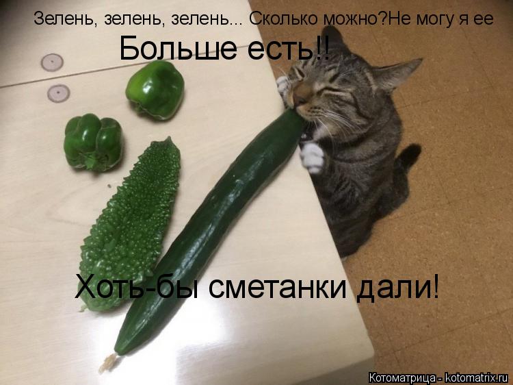 Зелень, зелень, зелень... Сколько можно?Не могу я ее Больше есть!! Хоть-бы сметанки дали!... Котоматрица: Зелень, зелень, зелень... Сколько можно?Не могу я ее Больше есть!! Хоть-бы сметанки дали!