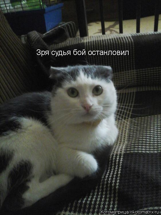 Зря судья бой останловил... Котоматрица: Зря судья бой останловил