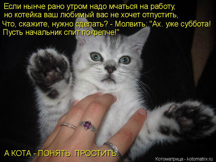 Если нынче рано утром надо мчаться на работу, но котейка ваш любимый вас не хочет отпустить, Что, ск... Котоматрица: Если нынче рано утром надо мчаться на работу, но котейка ваш любимый вас не хочет отпустить, Что, скажите, нужно сделать? - Молвить: "Ах. уже с