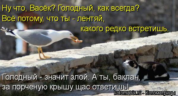 Ну что, Васёк? Голодный, как всегда? Всё потому, что ты - лентяй, какого редко встретишь. Голодный - ... Котоматрица: Ну что, Васёк? Голодный, как всегда? Всё потому, что ты - лентяй, какого редко встретишь. Голодный - значит злой. А ты, баклан, за порченую крышу