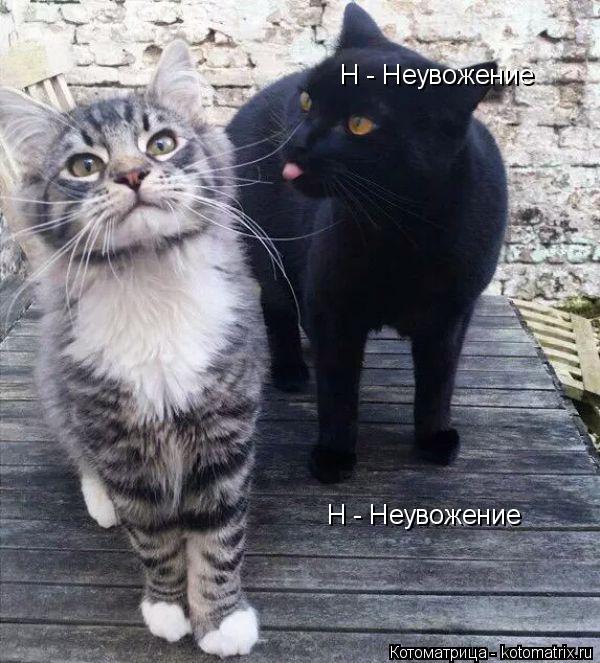 Котоматрица: Н - Неувожение Н - Неувожение