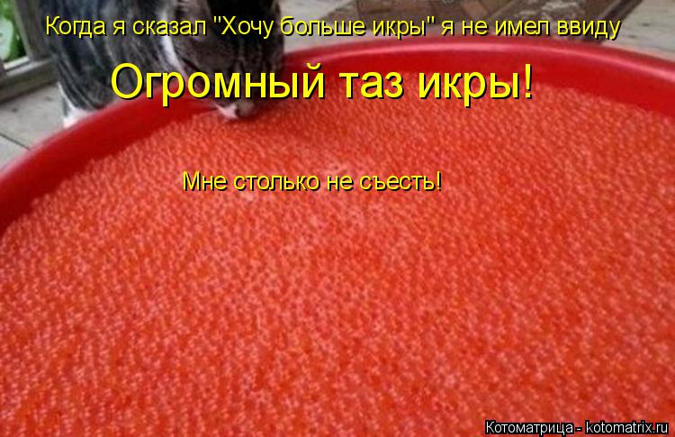 Когда я сказал "Хочу больше икры" я не имел ввиду Огромный таз икры! Мне столько не съесть!... Котоматрица: Когда я сказал "Хочу больше икры" я не имел ввиду Огромный таз икры! Мне столько не съесть!