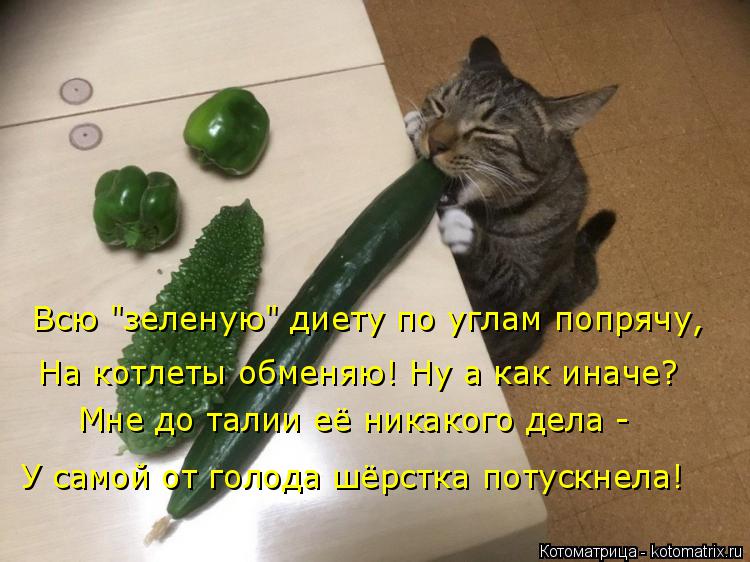Всю "зеленую" диету по углам попрячу, На котлеты обменяю! Ну а как иначе? Мне до талии её никакого де... Котоматрица: Всю "зеленую" диету по углам попрячу, На котлеты обменяю! Ну а как иначе? Мне до талии её никакого дела - У самой от голода шёрстка потускнела!