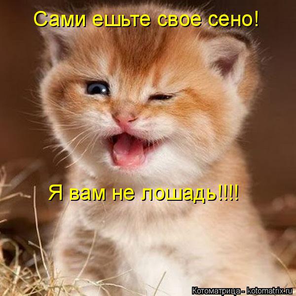 Сами ешьте свое сено! Я вам не лошадь!!!!... Котоматрица: Сами ешьте свое сено! Я вам не лошадь!!!!