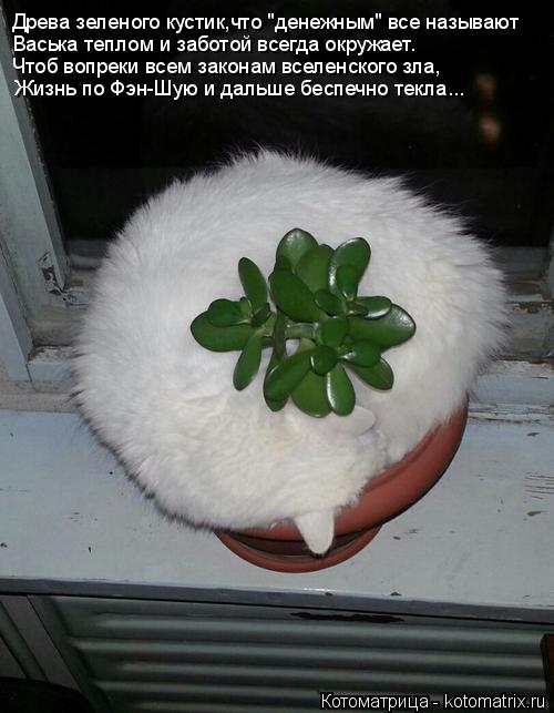 Древа зеленого кустик,что "денежным" все называют Васька теплом и заботой всегда окружает. Чтоб вопре... Котоматрица: Древа зеленого кустик,что "денежным" все называют Васька теплом и заботой всегда окружает. Чтоб вопреки всем законам вселенского зла, Жизнь
