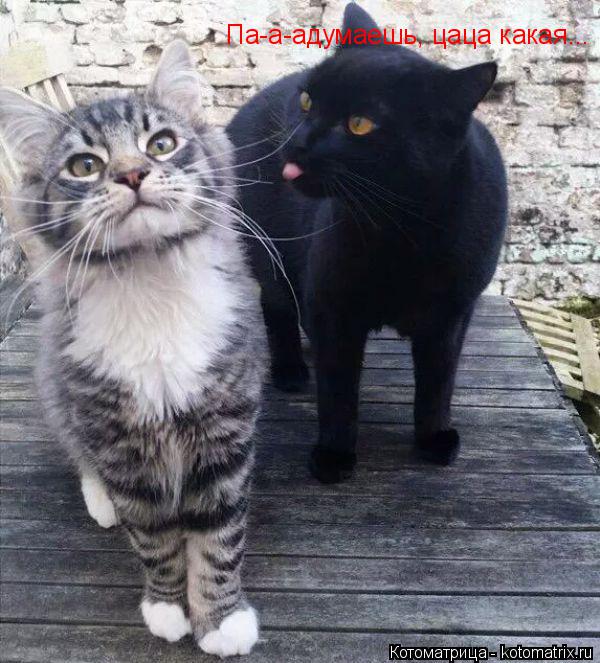 Па-а-адумаешь, цаца какая...... Котоматрица: Па-а-адумаешь, цаца какая...