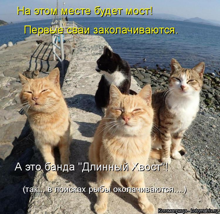 На этом месте будет мост! Первые сваи заколачиваются. А это банда "Длинный Хвост"! (так... в поисках ... Котоматрица: На этом месте будет мост! Первые сваи заколачиваются. А это банда "Длинный Хвост"! (так... в поисках рыбы околачиваются....)