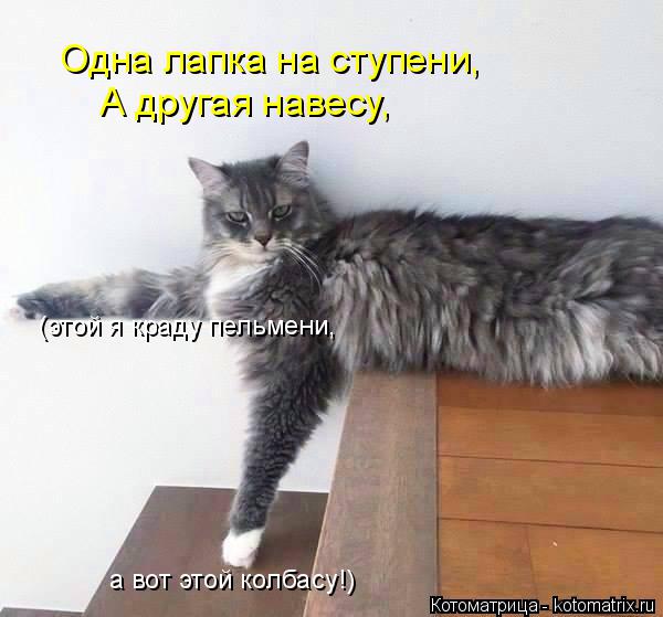Одна лапка на ступени, А другая навесу, (этой я краду пельмени, а вот этой колбасу!)... Котоматрица: Одна лапка на ступени, А другая навесу, (этой я краду пельмени, а вот этой колбасу!)