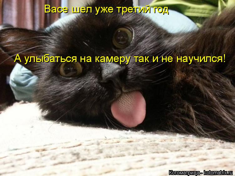 Васе шел уже третий год А улыбаться на камеру так и не научился!... Котоматрица: Васе шел уже третий год А улыбаться на камеру так и не научился!