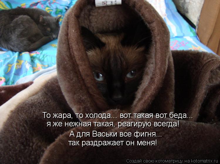 То жара, то холода... вот такая вот беда... я же нежная такая, реагирую всегда! А для Васьки все фигн... Котоматрица: То жара, то холода... вот такая вот беда... я же нежная такая, реагирую всегда! А для Васьки все фигня... так раздражает он меня!