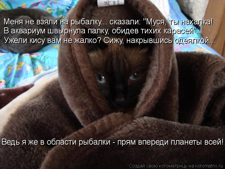 Меня не взяли на рыбалку... сказали: "Муся, ты нахалка! В аквариум швырнула палку, обидев тихих карас... Котоматрица: Меня не взяли на рыбалку... сказали: "Муся, ты нахалка! В аквариум швырнула палку, обидев тихих карасей". Ужели кису вам не жалко? Сижу, накрывш