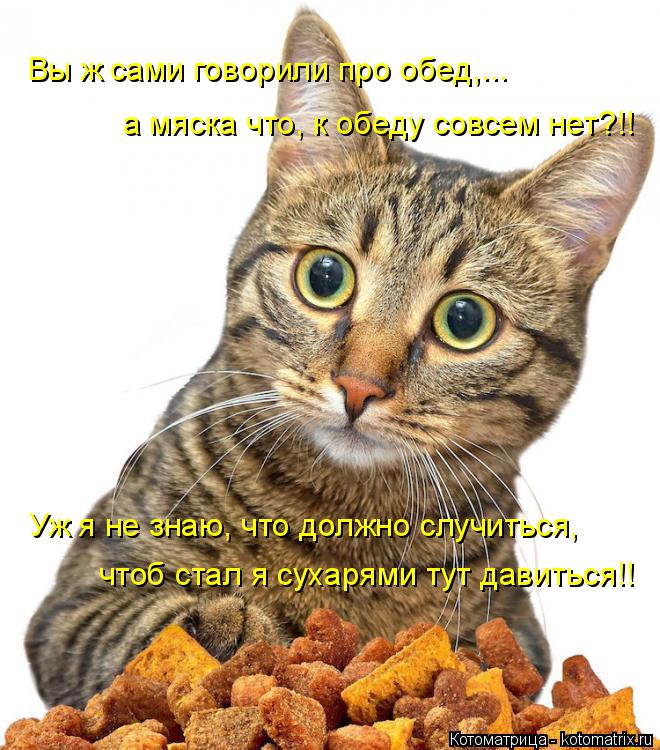 Вы ж сами говорили про обед,... а мяска что, к обеду совсем нет?!! Уж я не знаю, что должно случиться... Котоматрица: Вы ж сами говорили про обед,... а мяска что, к обеду совсем нет?!! Уж я не знаю, что должно случиться, чтоб стал я сухарями тут давиться!!