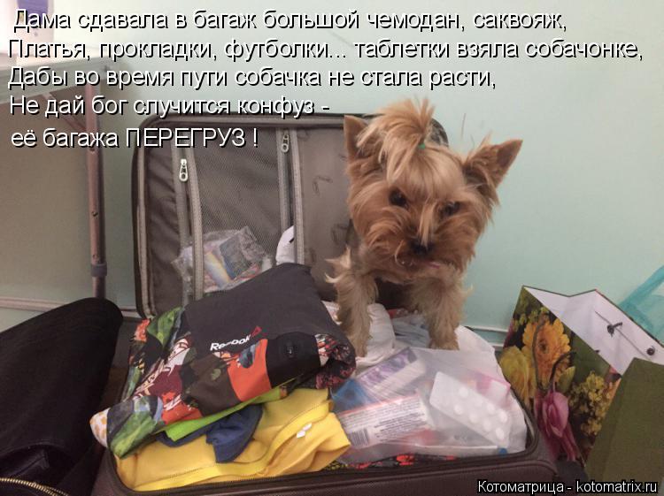 Котоматрица: Дама сдавала в багаж большой чемодан, саквояж, Платья, прокладки, футболки... таблетки взяла собачонке, Дабы во время пути собачка не стала р