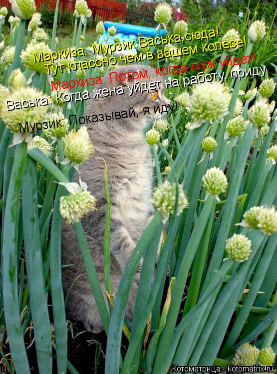 Котоматрица: Маркиза, Мурзик,Васька,сюда! Тут классно,чем в вашем колесе! Маркиза: Потом, когда муж уйдет! Васька: Когда жена уйдет на работу, приду Мурзик: