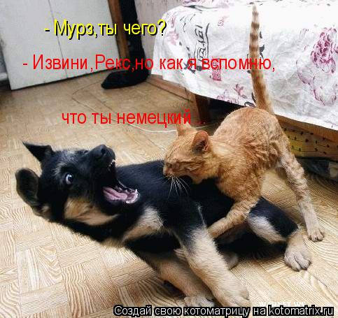 Котоматрица: - Мурз,ты чего? - Извини,Рекс,но как я вспомню, что ты немецкий...