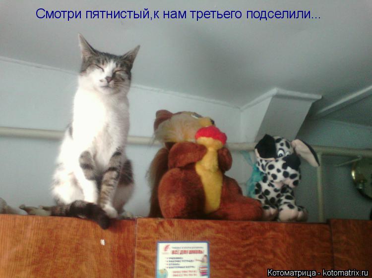 Смотри пятнистый,к нам третьего подселили...... Котоматрица: Смотри пятнистый,к нам третьего подселили...