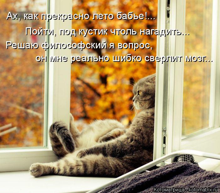 Котоматрица: Ах, как прекрасно лето бабье!... Пойти, под кустик чтоль нагадить... Решаю философский я вопрос, он мне реально шибко сверлит мозг...
